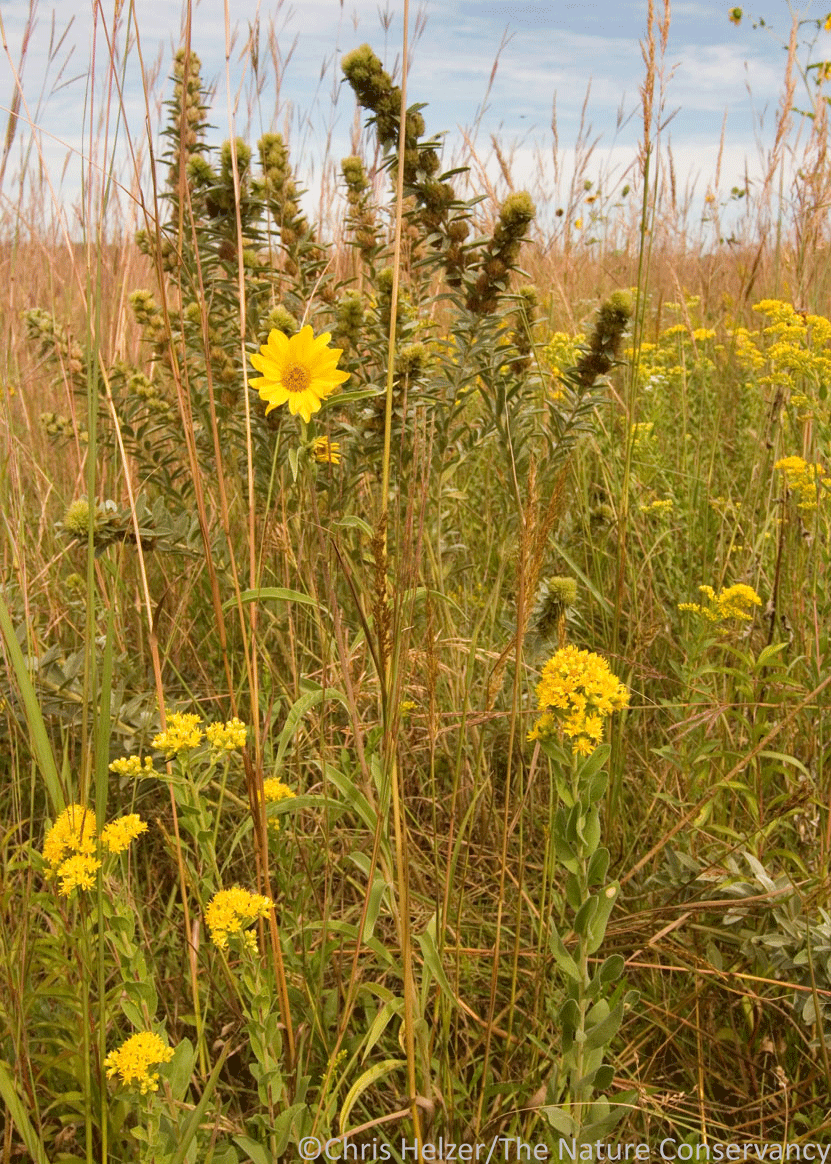 Prai Tree Ask The Prairie Ecologist (Part 3) | The Prairie Ecologist