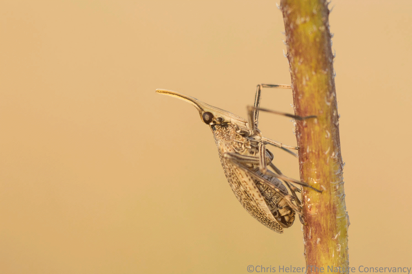 Bell Hop Insect Ask The Prairie Ecologist (Part 3) | The Prairie Ecologist