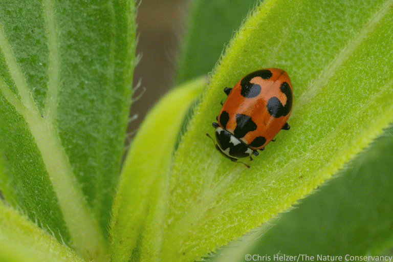Losing Ladybugs | The Prairie Ecologist