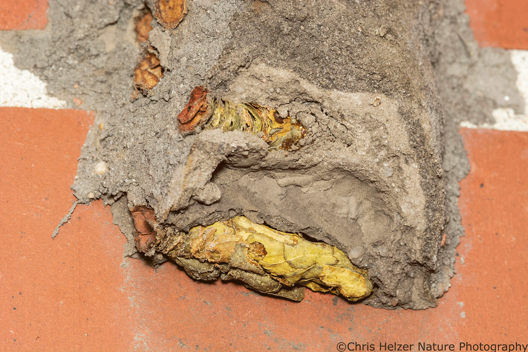 UN —under nest— nest-sensors-unresponsive-to-