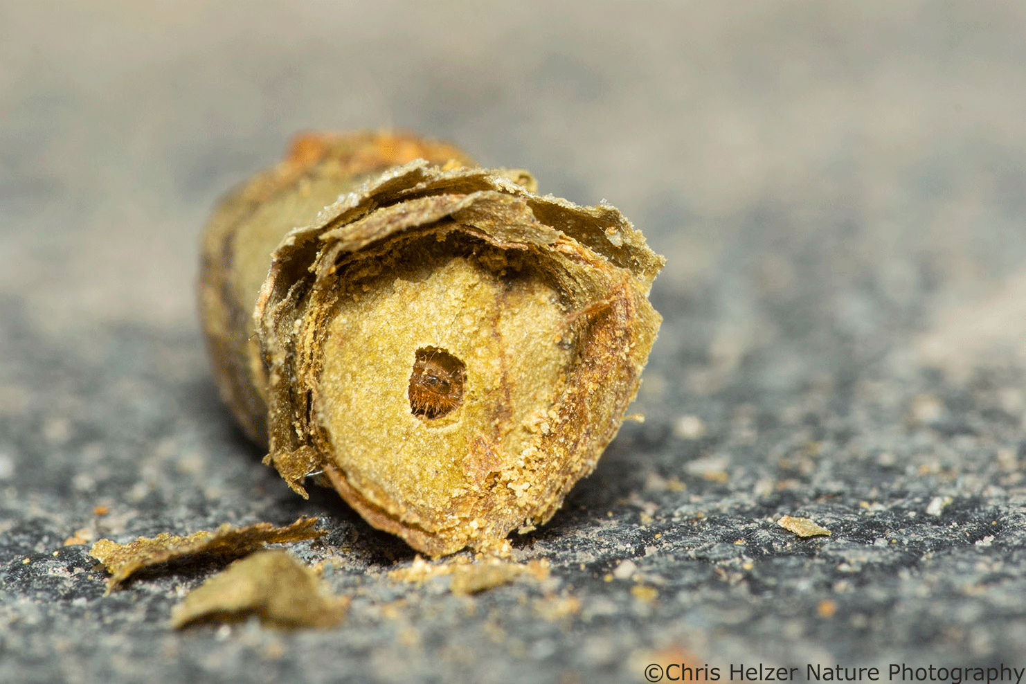 UN —under nest— Is this the beginning of a wasps nest? Or some other bug? : r