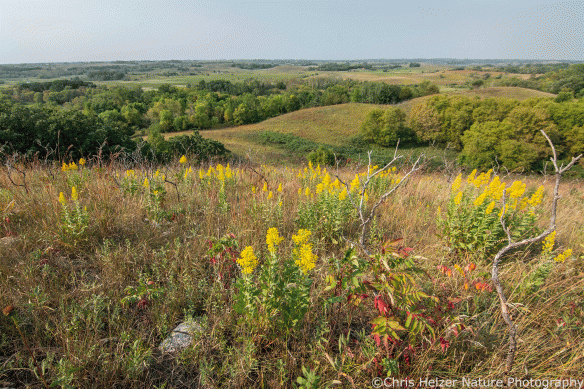 Drought Flowers | The Prairie Ecologist