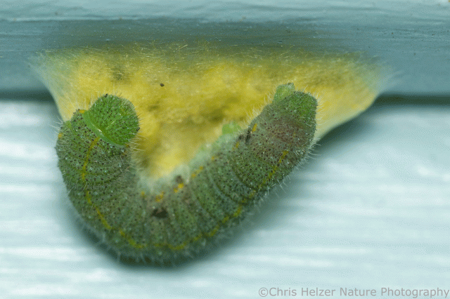  Christopher Caterpillar 入手困難　緑虫 christopher-caterpillar-