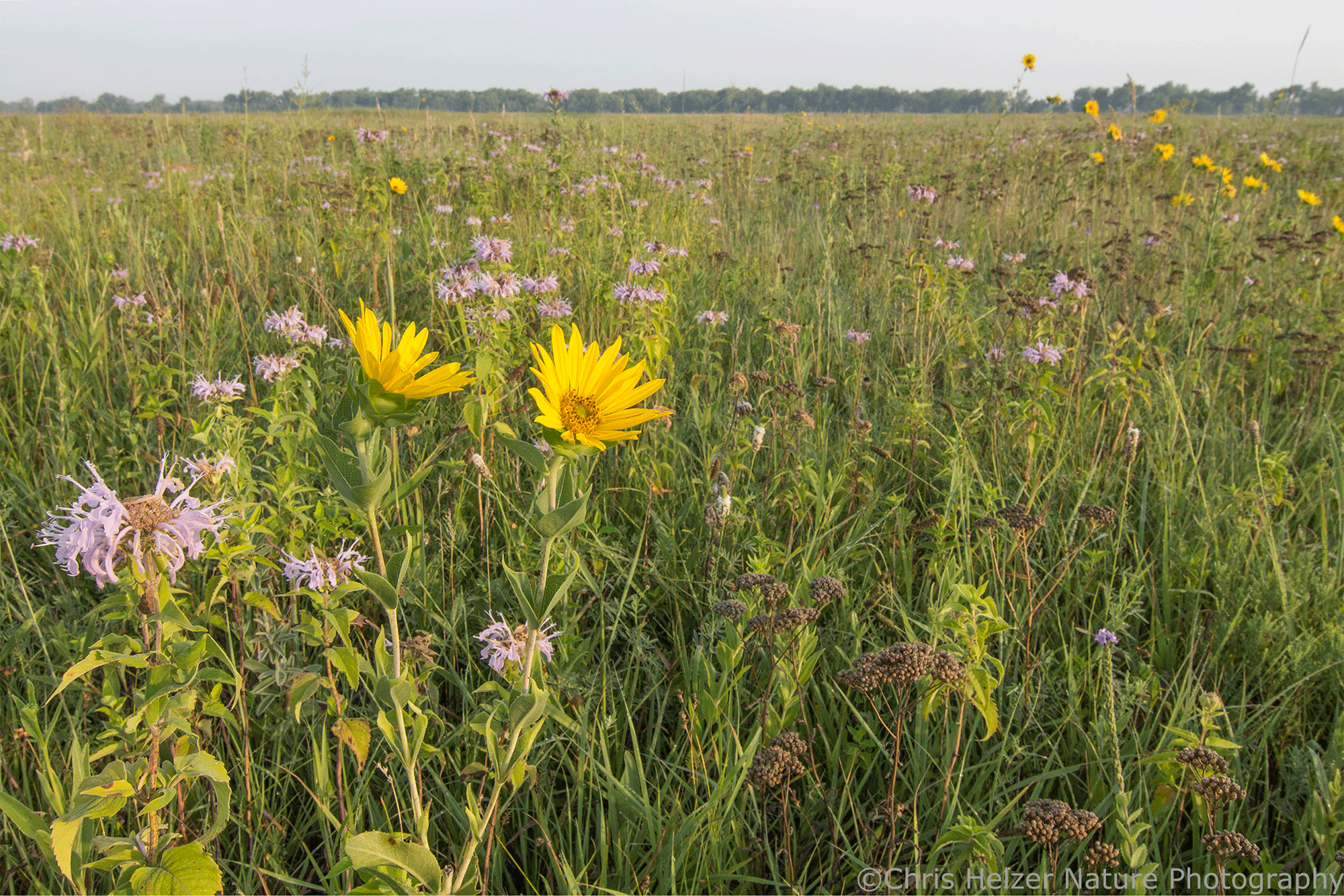 Praire Field Spring Platte River Prairies Field Day 2024! | The Prairie Ecologist