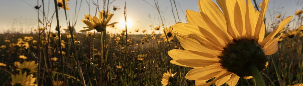 The Prairie Ecologist