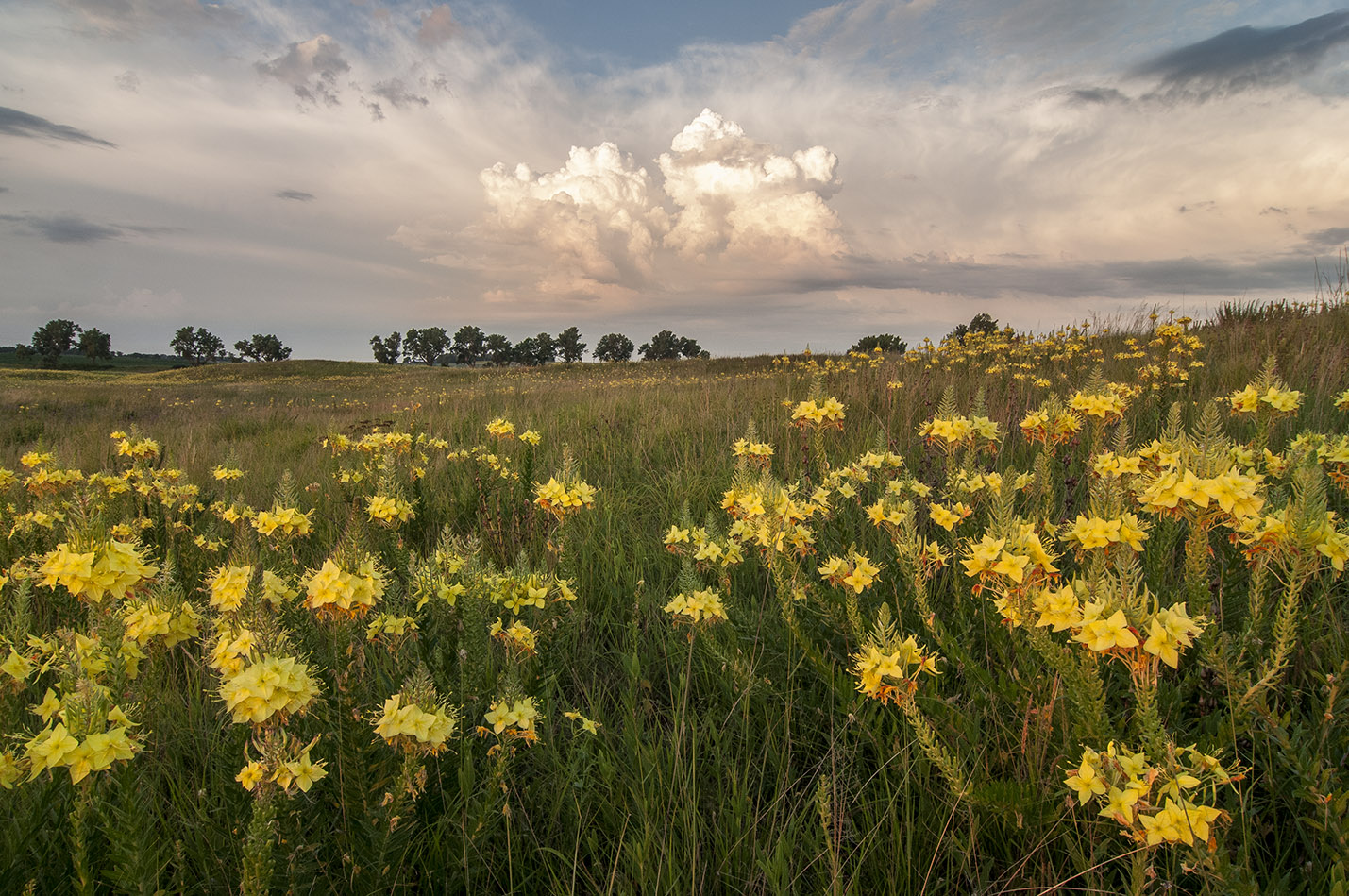 Perspectives of the Prairie: Jennifer Rumery and Karen Hemberger | The ...