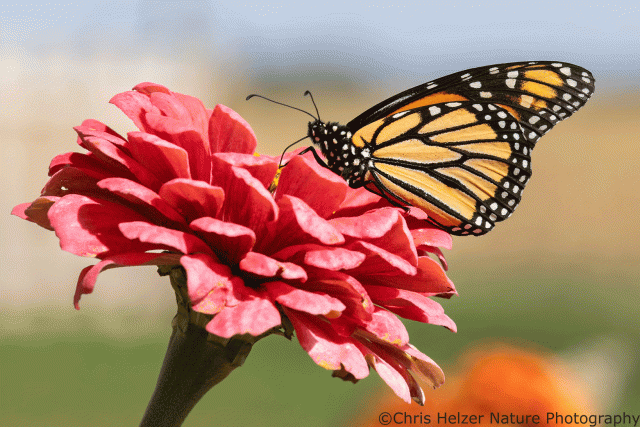The Value of (Some) Non-Native (GASP) Wildflowers in Our Yard