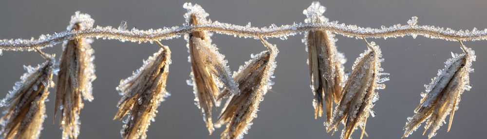 The Prairie Ecologist