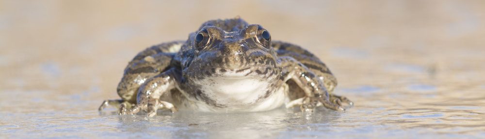 The Prairie Ecologist