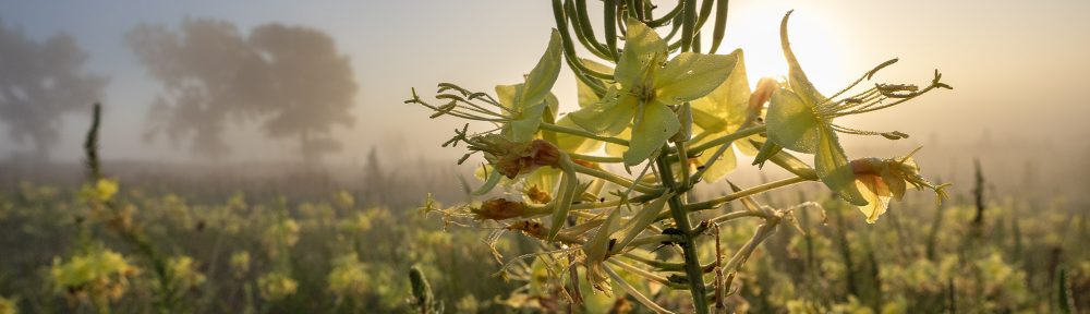The Prairie Ecologist