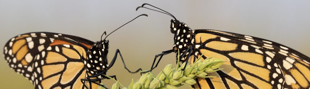 The Prairie Ecologist